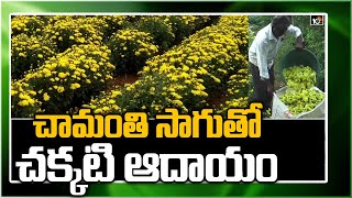 చామంతి సాగుతో చక్కటి ఆదాయం | Huge Profits With Chamomile Cultivation | Matti Manishi | 10TV News