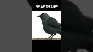 乌鸦为什么被认为不吉祥的鸟？