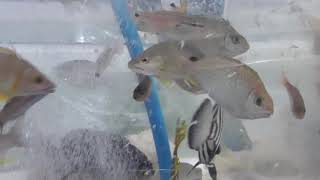 大人気の釣太郎飼育魚。お客様観賞用に展示していますが、多くの方が見入っておられます。特の子供と女性に大人気。もちろん全部地元で調達してきたものばかり。オール和歌山産。