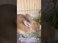 【子うさぎ】ケージでむしゃむしゃ子供の頃の愛兎ラッキー うさぎ rabbit bunny lucky