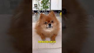 這是大清第一殺手。。。 #博美犬