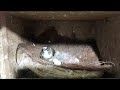 錦花雀幼幼3日齡 十姊妹保姆鳥餵食 hand feeding baby zebra finch u0026 society finch baby