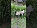 뒷발차기 9번하는 퍼그 pug