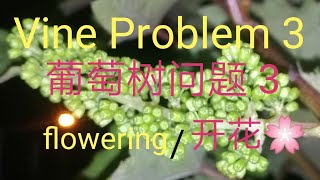 Grape 🍇 novice planting problem 3 (how to make it bloom and bear fruit)葡萄🍇新手种植问题3(如何让它开花结果)