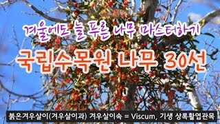 한국의 나무 - 12월 국립수목원 침엽수 30종류를 구별하는 핵심 key