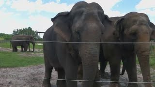 Last 11 circus elephants go into retirement