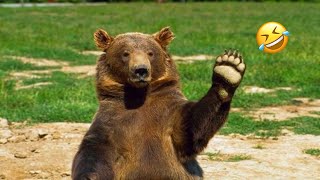 Funny Bears🐻 Funniest Animals Videos | Try Not To Laugh | 5 Minutes Best Videos