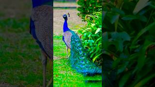 #peacocksound#peacock#birds#wildlife#nature#nature#sound #peacockbass#தேசியப்பறவை#மயில்#cute