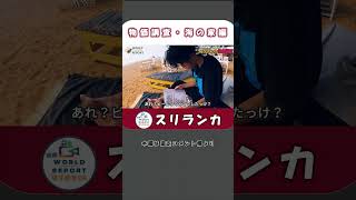 【自己破産】したスリランカで物価を調査・海の家(観光地)編 #shorts