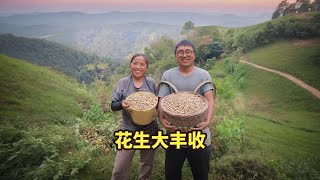 野猪要进村啦，冬宝和妈妈抢手花生，居然还收获一背篓多，发财了 #乡村生活家