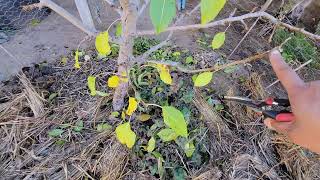 Pruning Part 1 Pears, Apples