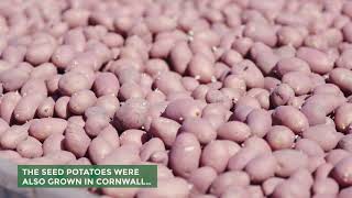 Cornish New Potatoes - 2019 Planting