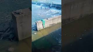 கையில் பிடித்து விரால் மீன் ஆற்று படுக்கையில் உள்ள check dam