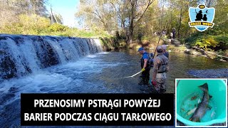 Akcja przenoszenia pstrągów potokowych powyżej barier w trakcie ciągu tarłowego. Brown Troat