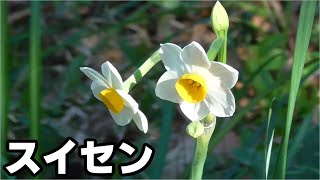 冬から春にかけて咲く　スイセン　Narcissus