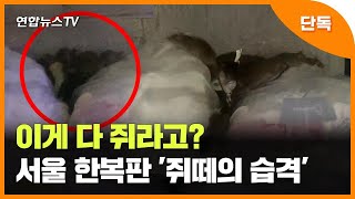 [단독] 서울 한복판서 '집단 생활'?…여의도 출몰한 '쥐떼' ※혐주의※ / 연합뉴스TV (YonhapnewsTV)