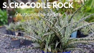 EP.31 ลิ้นมังกรจระเข้หิน S.Crocodile Rock #dracaena #sansevieria #ไม้ฟอกอากาศ #จระเข้หิน#snakeplant