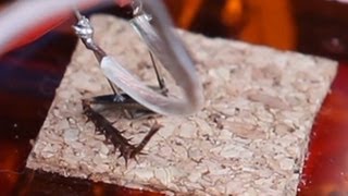 Watch an iPod control a cockroach leg