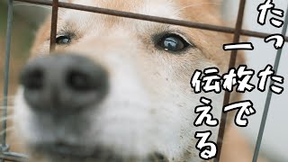 動画では伝わらない事を写真で表現する