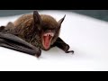 चमगादड़ 🦇 हमेशा उल्टा क्यों लटकते हैं why do bats always hang upside down