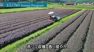 【エコノフォト】三島食品「紫の里」（広島県北広島町）