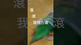 吸蜜鸚鵡蜜蜜，多爾袞上身