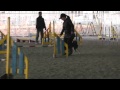 柴犬クールのアジリティ・部分練習