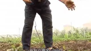 中药材蒲公英种植技术视频 在线收看