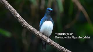 白腹琉璃(白腹藍鶲)/Blue-and-white Flycatcher