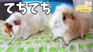 ソファでお散歩するモルモット　cute guineapig