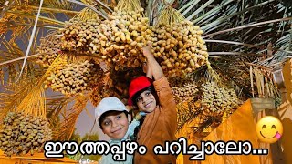 ഈത്തപ്പഴം പറിച്ചാലോ.. |DATES| SUMMER VACATION-07