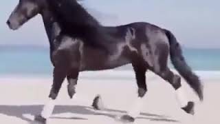 Hisan Hisan