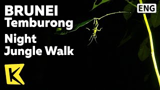 【K】Brunei Travel-Temburong[브루나이 여행-템부롱]템부롱 국립공원, 야간 트레킹/Night Jungle Walk/National Park/Long House