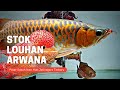 READY STOK ARWANA LOUHAN !!! UPDATE HARGA ARWANA DAN LOUHAN DI JATINEGARA TERBARU