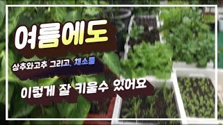 꽃보다 상추 45                                        여름에 더위에도 화분에서 채소들 잘 키우기👉여름에 더 잘커요 😀🥬