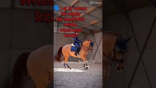 Jestem koniara i będę to miała#horse#edit#koniary#