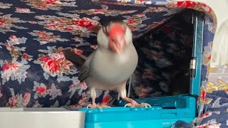 新しいオヤツを食べてはじめての食感にプチパニックを起こす文鳥　java sparrow