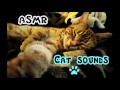 ASMR Cat Sounds 😽 | Binaural Purring, Fur Scratching & Fur Stroking