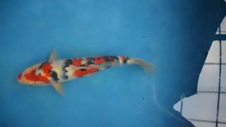 【松田養鯉場 Matsuda Koi Farm】STY4-113 大正三色 Sanke 34cm