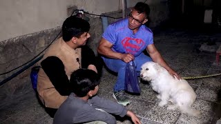 Muscle Man Afghanistan, and his pets /سنگ پشت، سگ و پرندگان خانگی استاد رضا اساهی