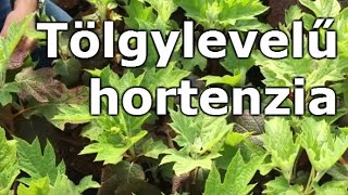 Hydrangea quercifolia - Tölgylevelű hortenzia