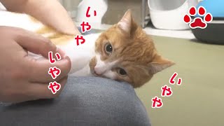 それいやや 捕まったまや　2020.7.8 みゃうの猫日記(説明欄に時間有)  【Miaou みゃう】