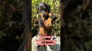 Quality Doberman Puppy Available: 9324491877 #doberman #youtubeshorts #mumbai #shorts #short #puppy