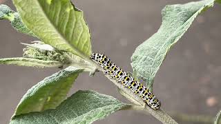 Mullein caterpillar (Cucullia verbasci) resting on buddleia - June 2024