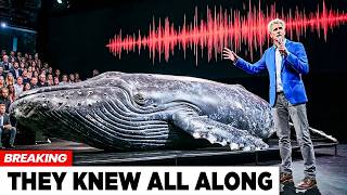 What AI Heard When It Decoded Whale Language Is Hard to Explain