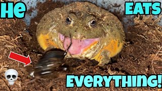 African giant bullfrog (pixie frog) Eats EVERYTHING!!!