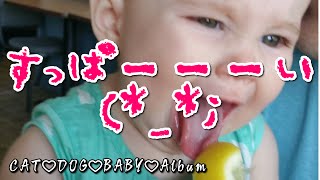 【赤ちゃん おもしろ】海外のかわいい赤ちゃんがレモン初体験！