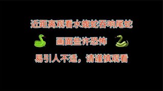 全程高能，水蝮蛇一口爆头响尾蛇，高清摄像头记录生死时刻