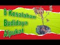 3+5 keslahan menjadi penyebab kegagalan dalam budidaya alpukat, wajib diketahui agar alpukat berbuah