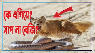 🐍 সাপ বনাম বেজিঃ সাপে নেউলে লড়াইয়ের এর গোপন রহস্য (Snake Vs Mongoose)